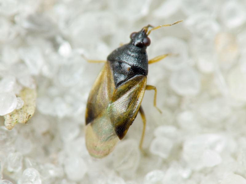 Anthocoridae Fieber, 1837